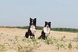 BORDER COLLIE 464